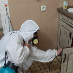 Дезинфекция от муравьев в квартире в Волосово
